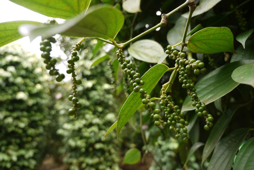 Fresh pepper growing on the vine in Dak Lak, Vietnam, from the Elmar photo collection